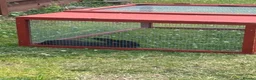 English Lop rabbits for sale: Beautiful female black rabbit  - Advert 4