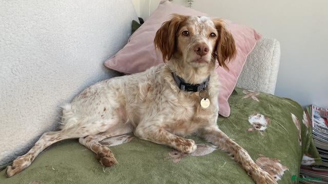 Brittany Spaniel dogs for adoption: Sophie-tiny Brittany with a wonderful personality - Advert 1