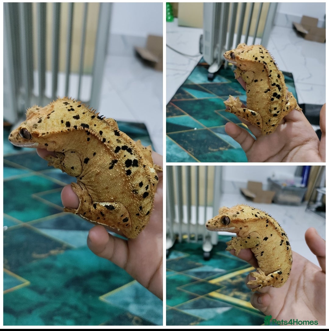 Gecko reptiles for sale: Crested geckos for sale (Read description) in Southall - Image 3