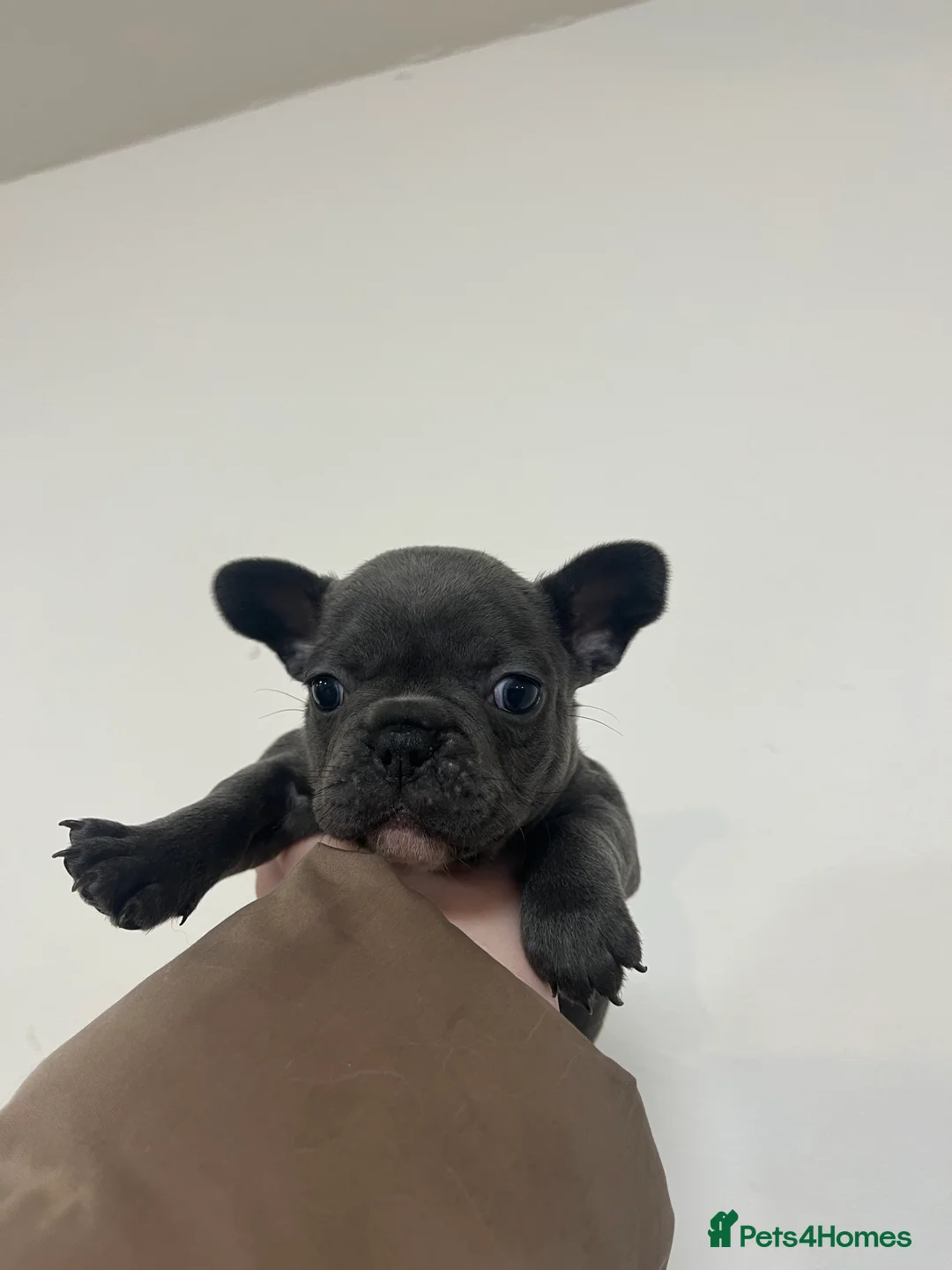 French Bulldog dogs for sale: REDUCED £800 French bulldog puppies - Advert 2