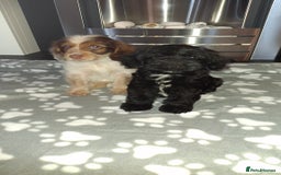 Cockapoo dogs for sale: Health tested show type cockapoo puppies! - Image 15