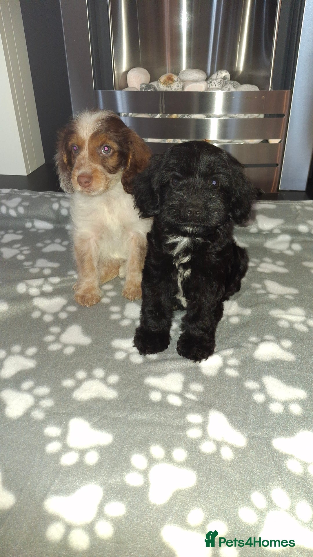 Cockapoo dogs for sale: Health tested show type cockapoo puppies! - Image 15