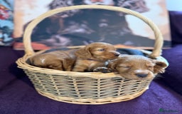 Cocker Spaniel dogs for sale: Working cocker spaniel puppies  - Image 6