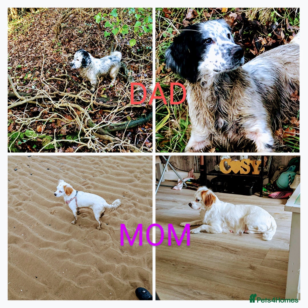 Mixed Breed dogs for sale: Cockapoo's  - Advert 9