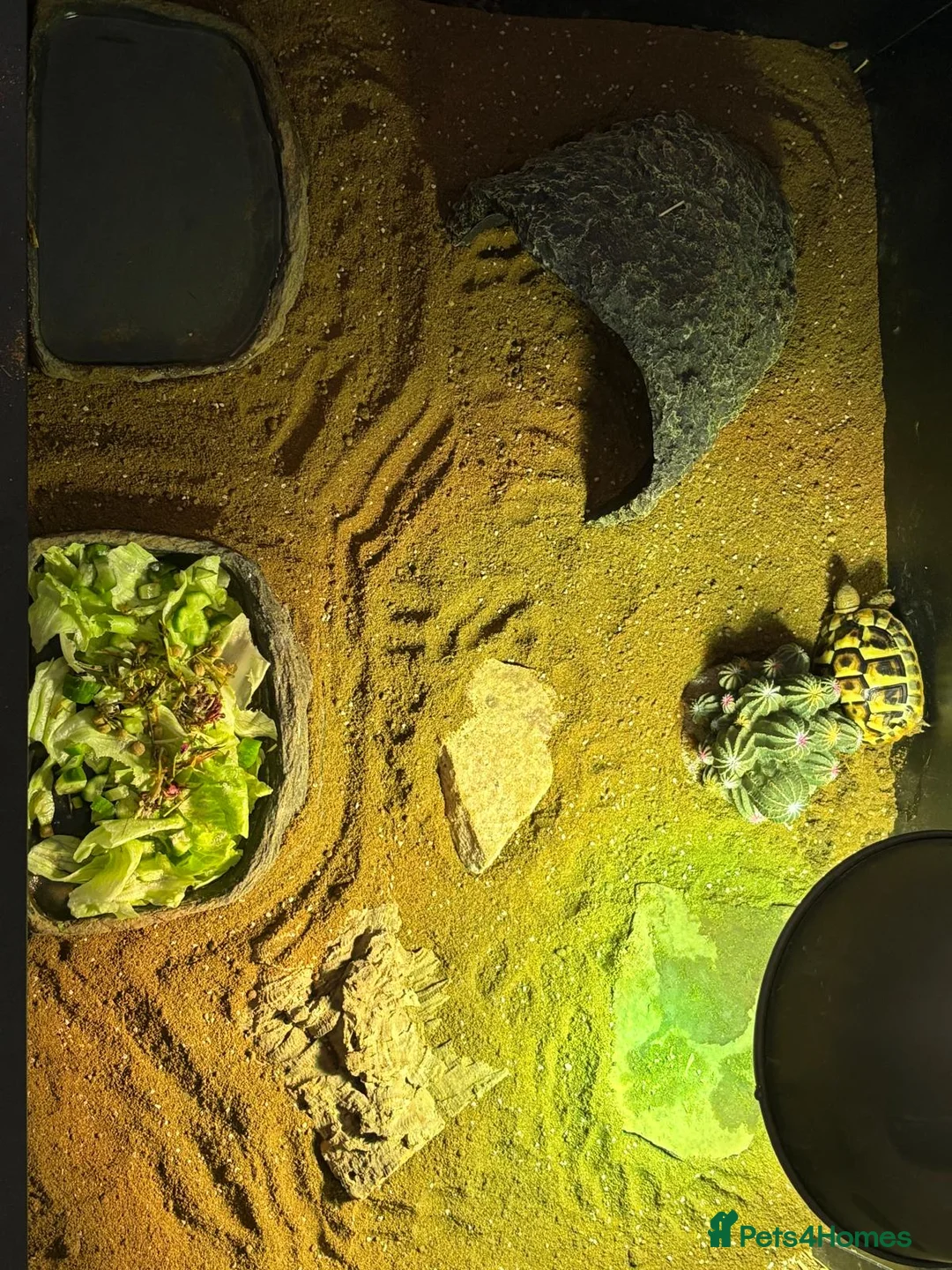 Hermann Tortoise reptiles for sale: Hermaan tortoise  in Leicester - Advert 2