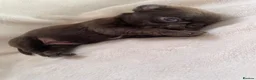 Pug dogs for sale: Pug puppies  in Scunthorpe - Advert 5