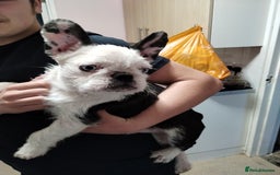 French Bulldog dogs for sale: French bulldog husky with furnishings - Image 3