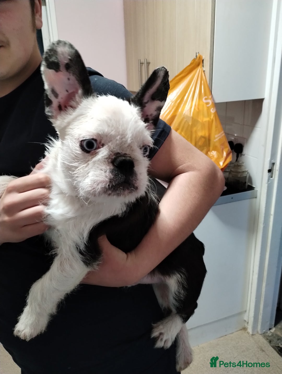 French Bulldog dogs for sale: French bulldog husky with furnishings - Image 3