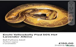 Python Snake reptiles for sale: Royal pythons  - Image 37