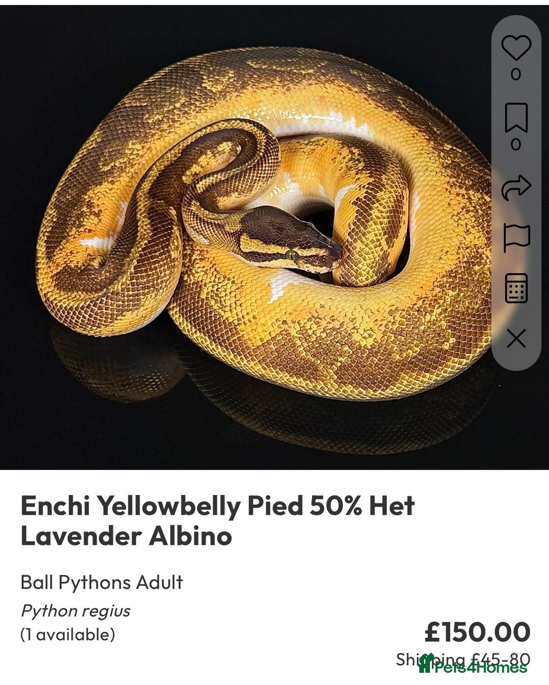 Python Snake reptiles for sale: Royal pythons  - Image 37