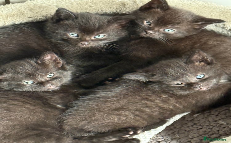 British Shorthair cats - Advert 4