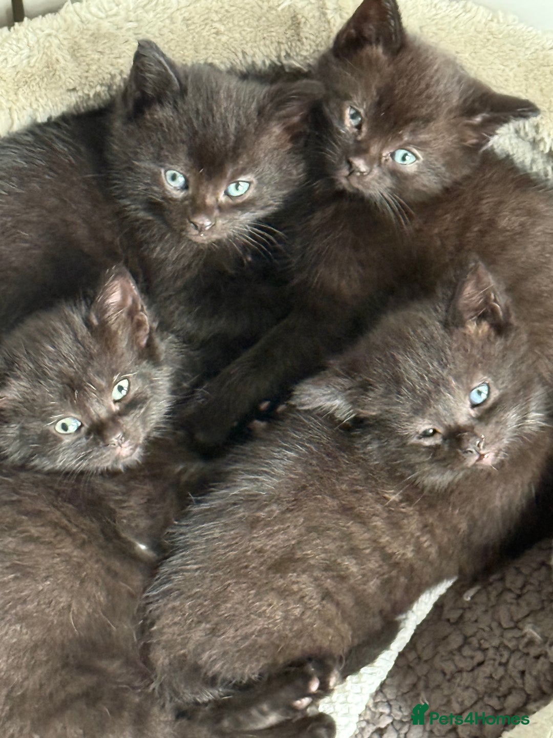 British Shorthair cats for sale: Black Kittens - Image 1