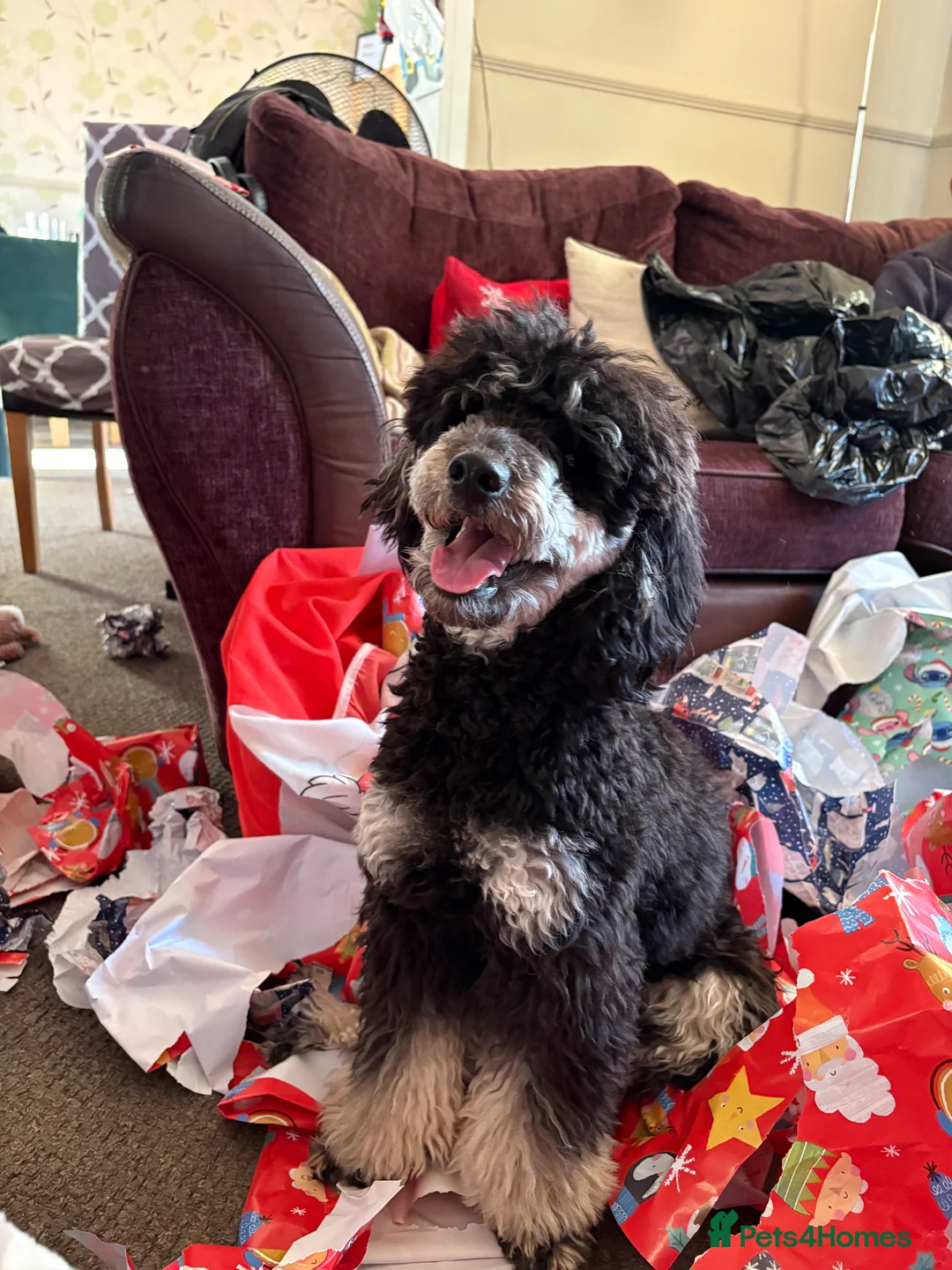 Miniature Poodle dogs for sale: 11 month old Miniature Poodle REHOMING in Peterborough - Advert 2