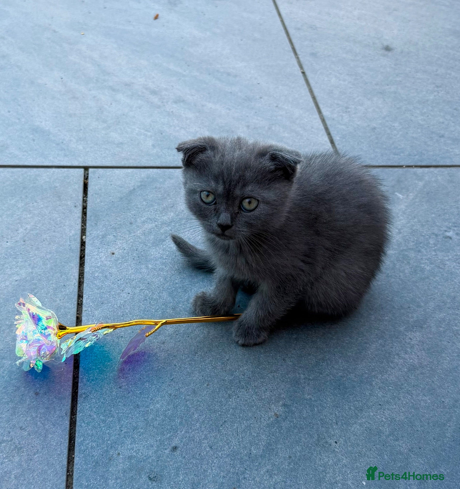 Scottish Fold cats Last  girls ❤️Lovely scotish kittens💕💕💕 - Advert 2