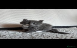 British Shorthair cats for sale: Litter of kittens for sale - Image 5