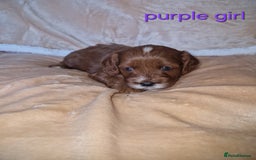 Cavapoo dogs for sale: Beautiful F1 cavapoo puppies - Image 8