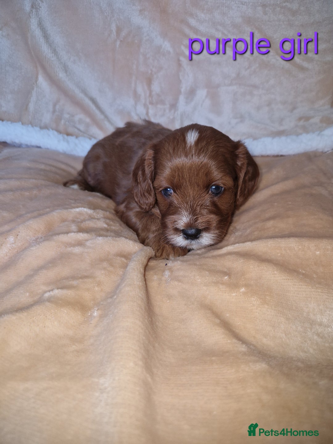 Cavapoo dogs for sale: Beautiful F1 cavapoo puppies - Image 8