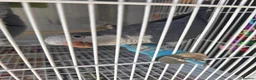 Parrots birds for sale: Quaker parrot in Banbury - Advert 2