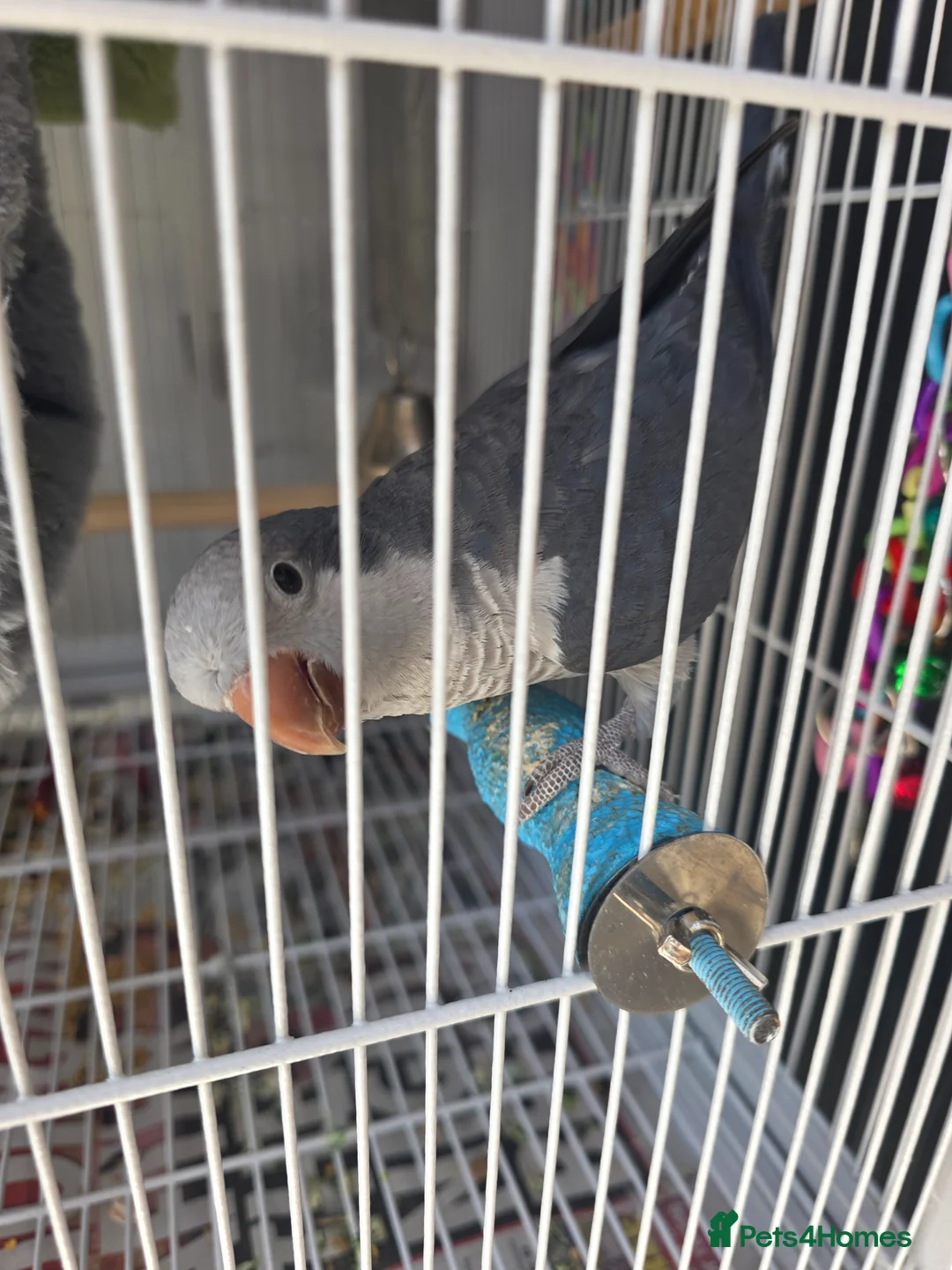 Parrots birds for sale: Quaker parrot in Banbury - Advert 2