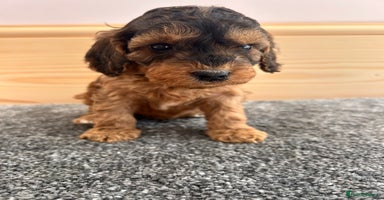 Cockapoo dogs - Advert 8