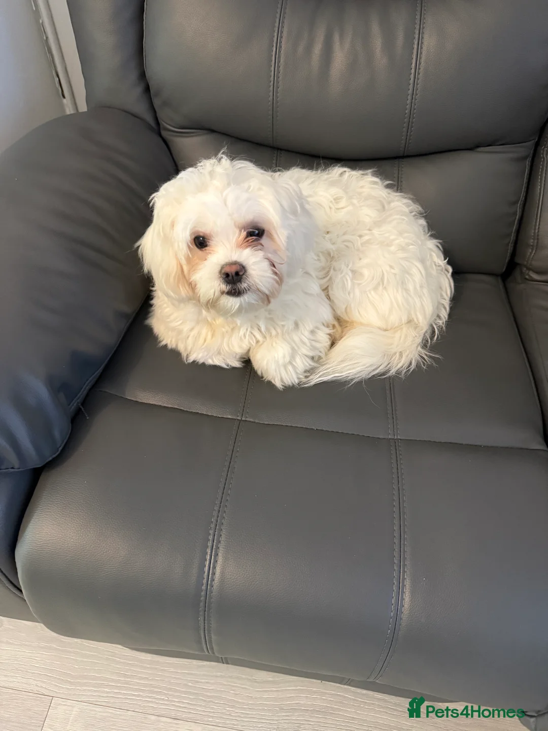 Bichon Frise dogs for sale: Bichon malteze  - Advert 2