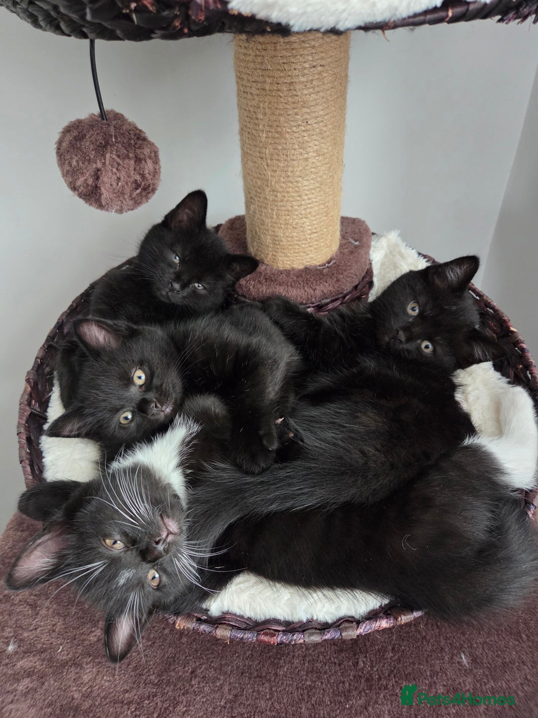 Mixed Breed cats for sale: Kittns  - Advert 13