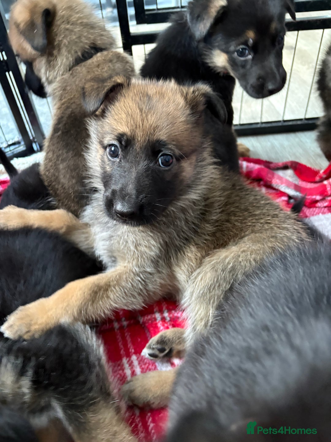 Mixed Breed dogs for sale: Belgian malinois x German Shepherd puppies  - Advert 20