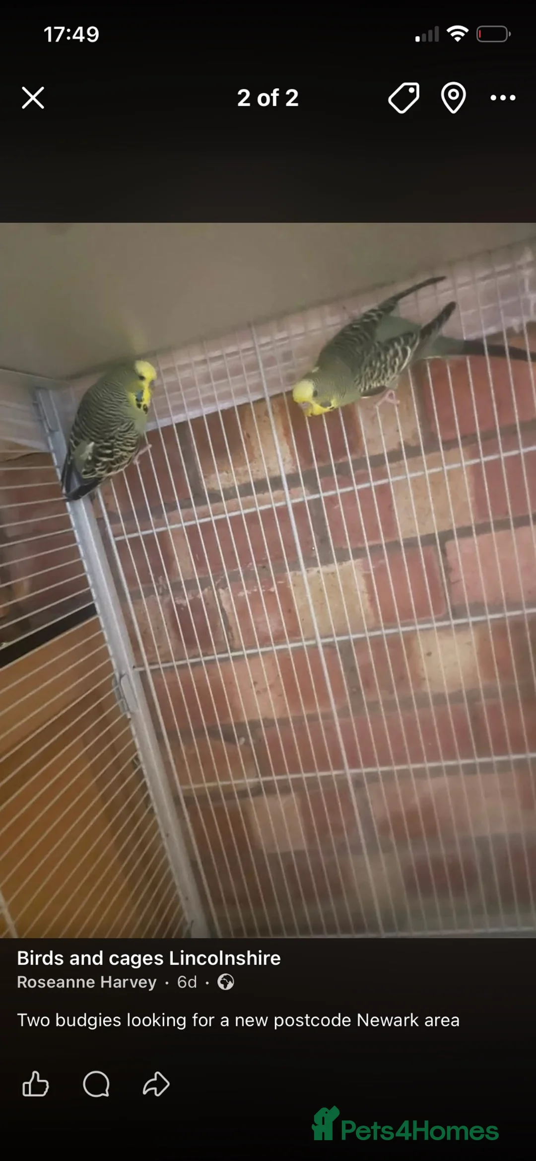 Budgerigars birds for sale: Budgies  in Newark - Advert 2