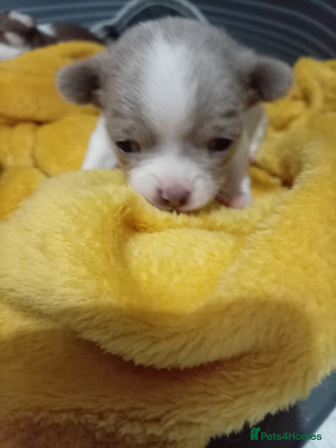 Chihuahua dogs for sale: Chihuahua puppies - Advert 2