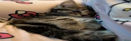 Mixed Breed cats for sale: Beautiful Kittens Seeking Loving Forever Homes in Doncaster - Advert 5