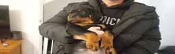 Rottweiler dogs for sale: ROTTWEILER PUPPIES- READY NOW - ONLY ONE LEFT!! - Advert 17