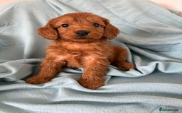 Cockapoo dogs for sale: Beautiful fox red cockapoo - Image 18