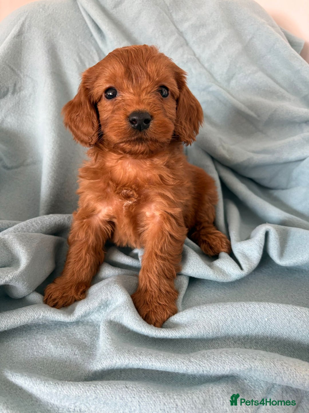 Cockapoo dogs for sale: Beautiful fox red cockapoo - Image 18