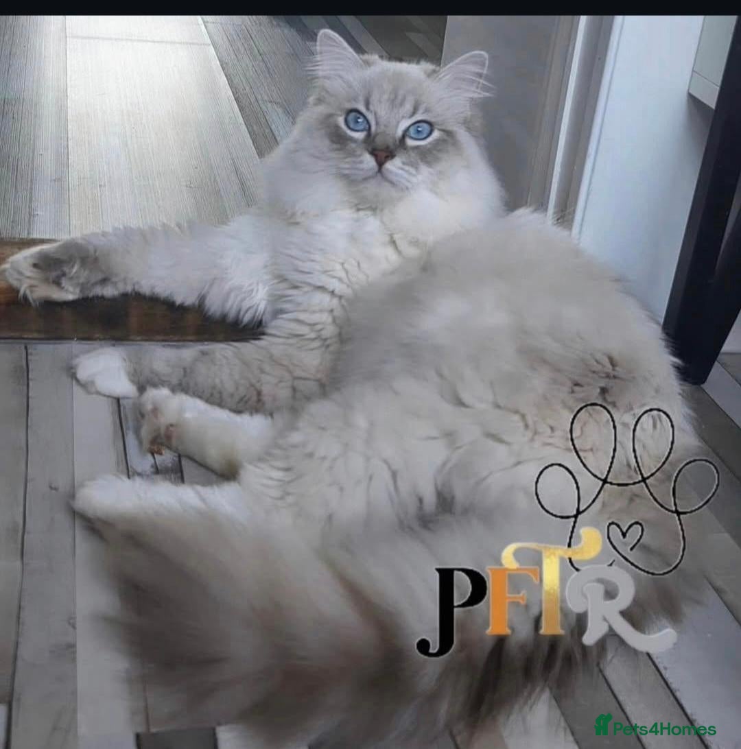 Ragdoll cats Exceptional Blue lynx Tica reg ragdoll  - Advert 1