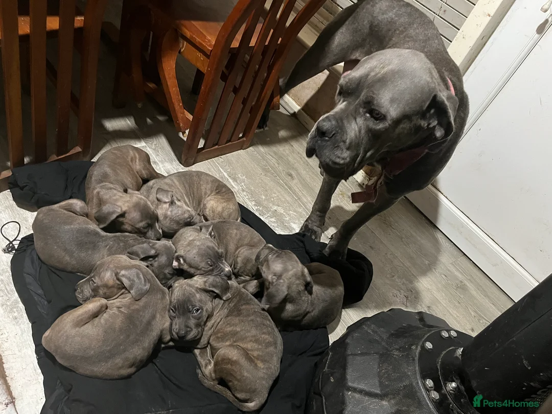 Cane Corso dogs for sale: Mr Marshall Barnett  in Manchester - Advert 1