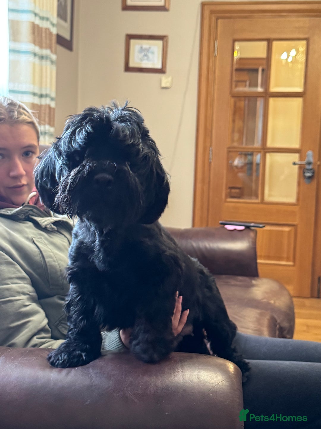 Havanese dogs for sale: Havanese Puppy Female - Image 3