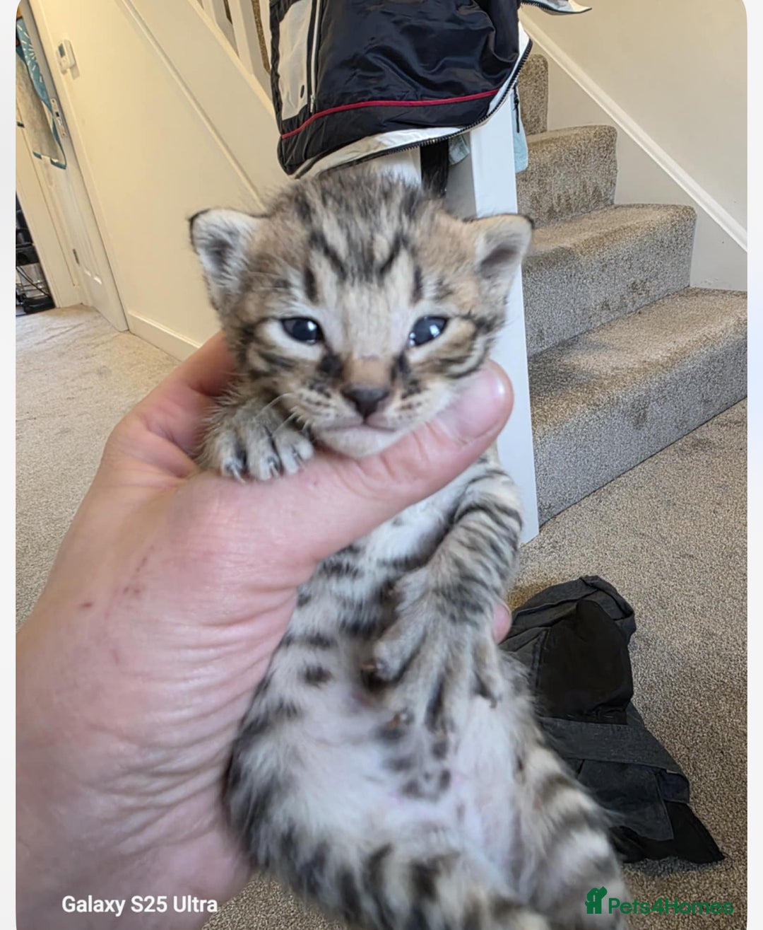 Savannah cats for sale: 2 f3 savannas left !!! - Advert 12
