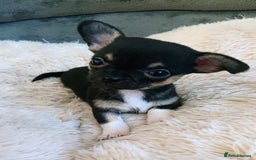 Mixed Breed dogs for sale: Chihuahua with a bit of French Bulldog puppies - Advert 31