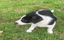 Mixed Breed dogs for sale: Collie x Huntaway - Image 16
