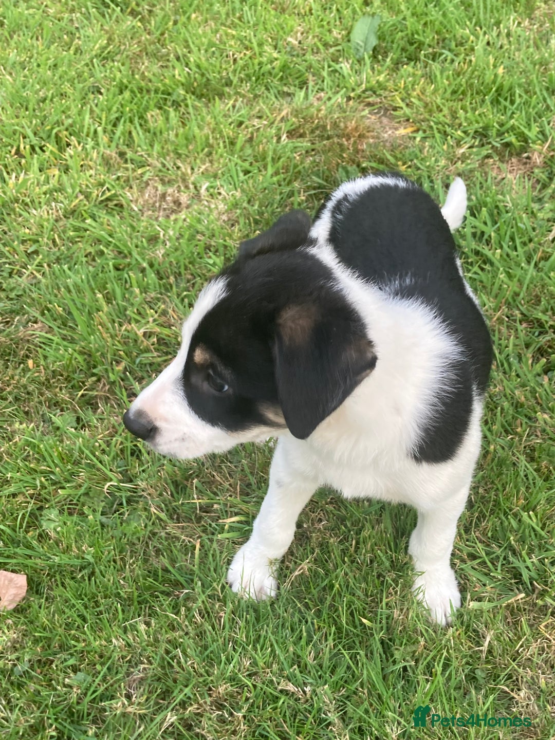 Mixed Breed dogs for sale: Collie x Huntaway - Image 16
