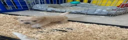 Westiepoo dogs for sale: Beautiful westiepoo puppies  - Advert 23
