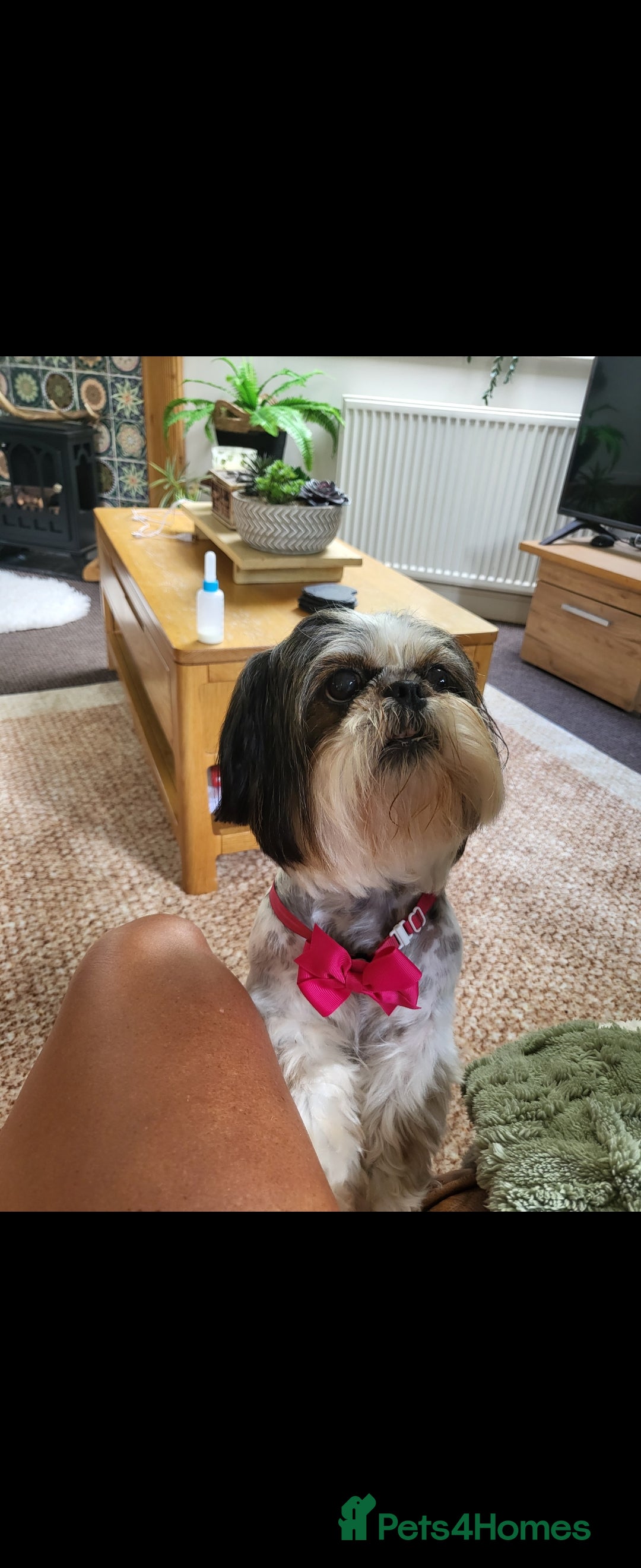 Shih Tzu dogs for sale: Shihtzu little girl  - Advert 3