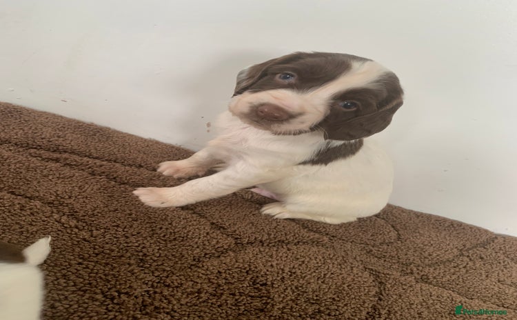English Springer Spaniel dogs - Advert 3