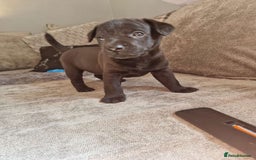 Patterdale Terrier dogs for sale: Patterdale puppies male  - Image 1