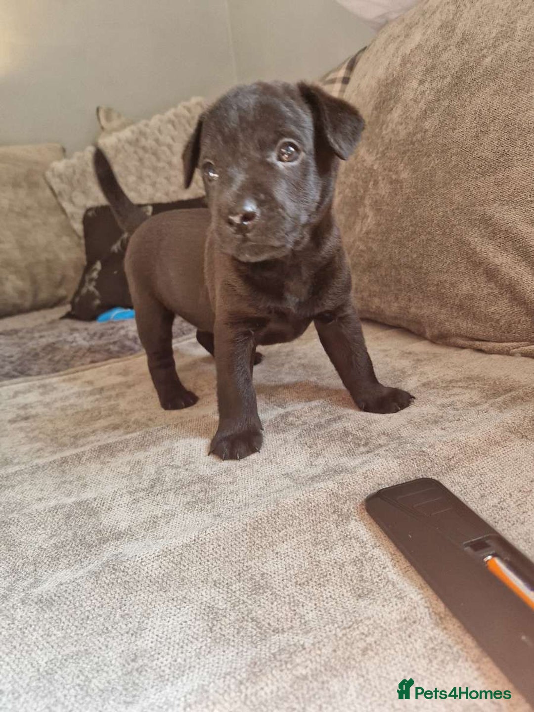 Patterdale Terrier dogs for sale: Patterdale puppies male  - Image 1