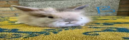 Lionhead rabbits for sale: Lionhead Rabbits For Sale  - Advert 7