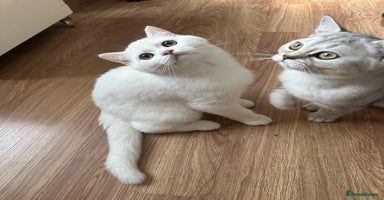 British Longhair cats - Advert 4