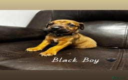 Mixed Breed dogs for sale: Doberman X XL Bully  - Image 25