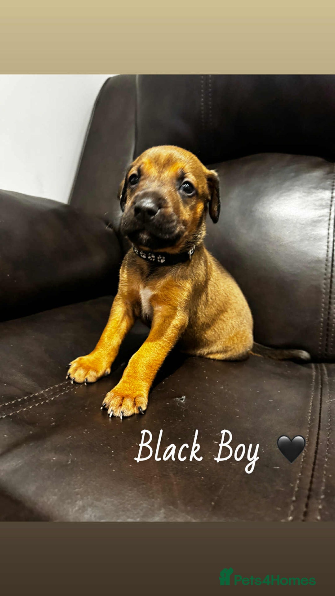 Mixed Breed dogs for sale: Doberman X XL Bully  - Image 25