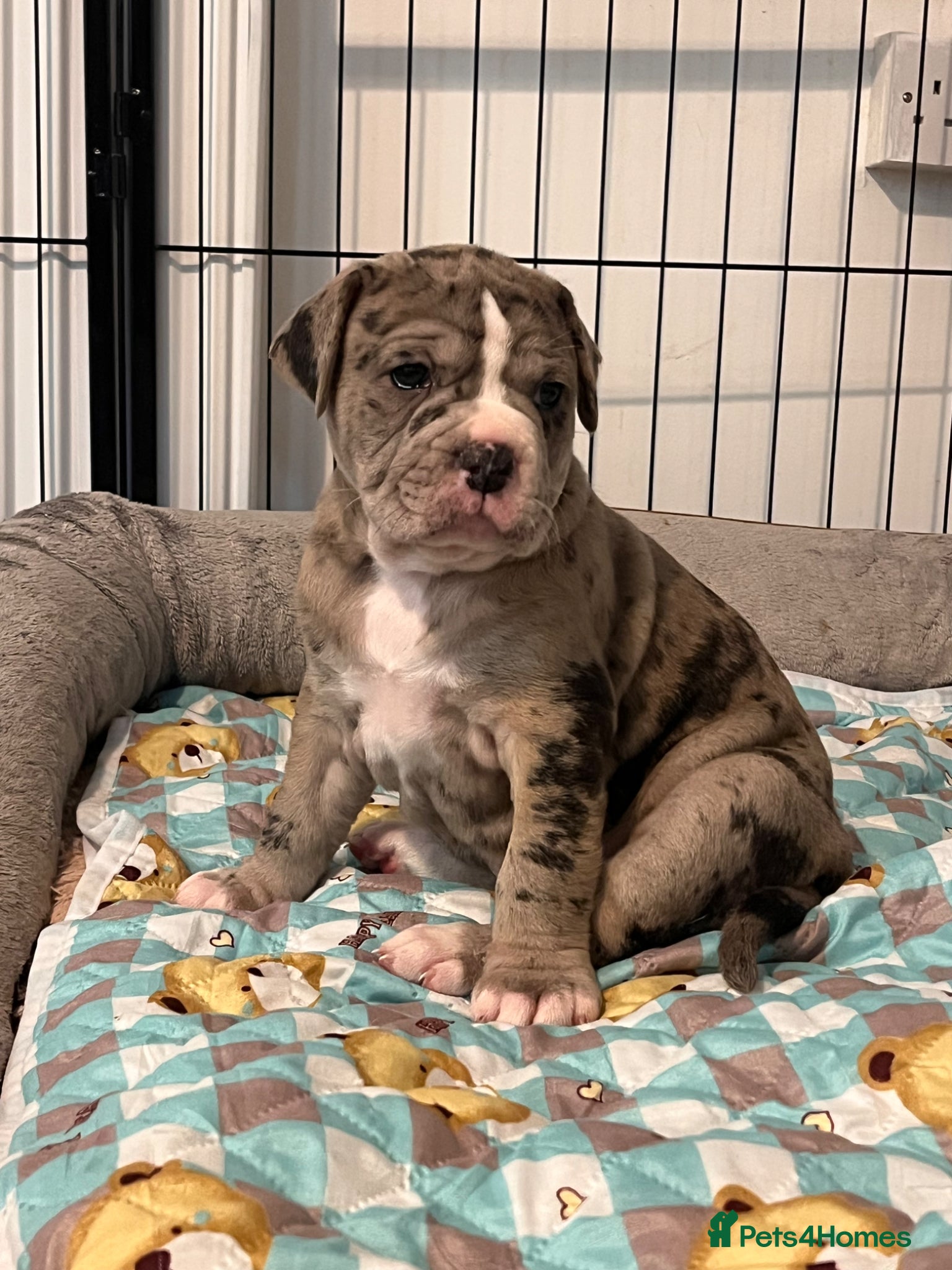 Alapaha Blue Blood Bulldog dogs Alapaha blue blood bulldog - Advert 2